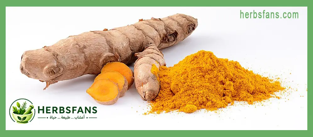 جذور الكركم الطازجة وشرائحها ومسحوق الكركم (Curcuma longa) جذور الكركم الطازجة وشرائحها ومسحوق الكركم (Curcuma longa)
